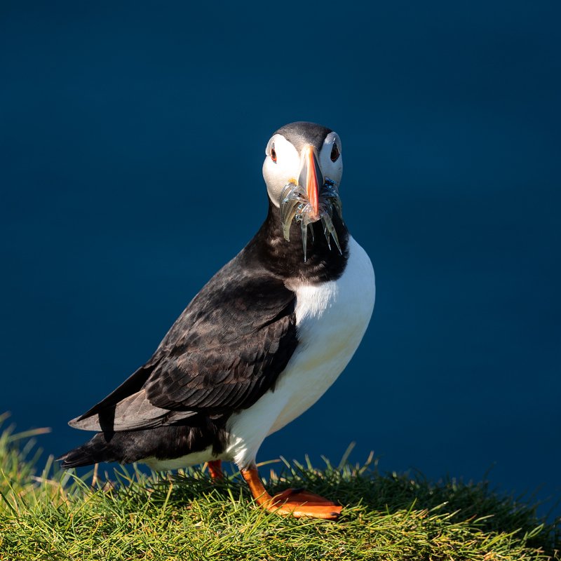 фареры фарерские острова птицы паффины тупики  Паффины на Фарерахphoto preview