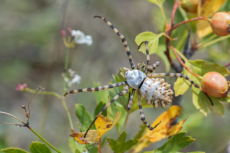 паук,лапы,вода,глаза,свет,блик,солнце (Argiope lobata)photo preview
