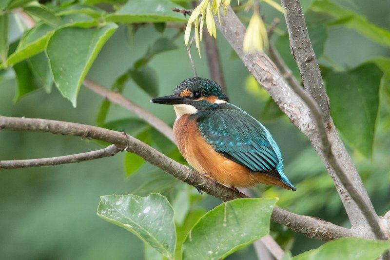 Портрет зимородкаphoto preview