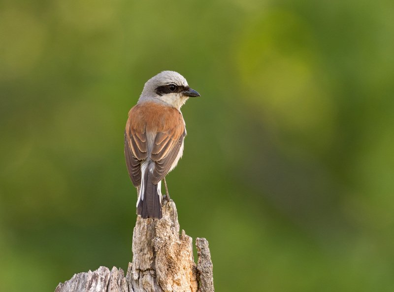 жулан сорокопут жуланphoto preview