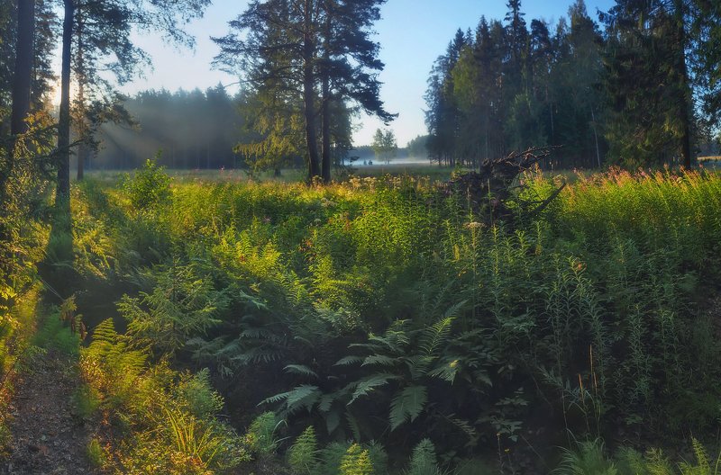 рассвет, туман, питер, павловскийпарк За туманом. . .photo preview