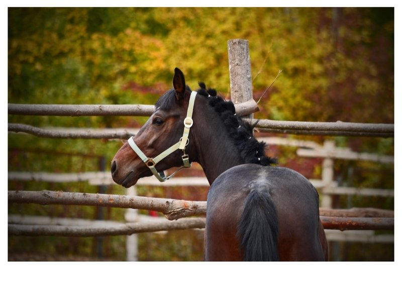 животные ,лошадь. Рыжий коньphoto preview