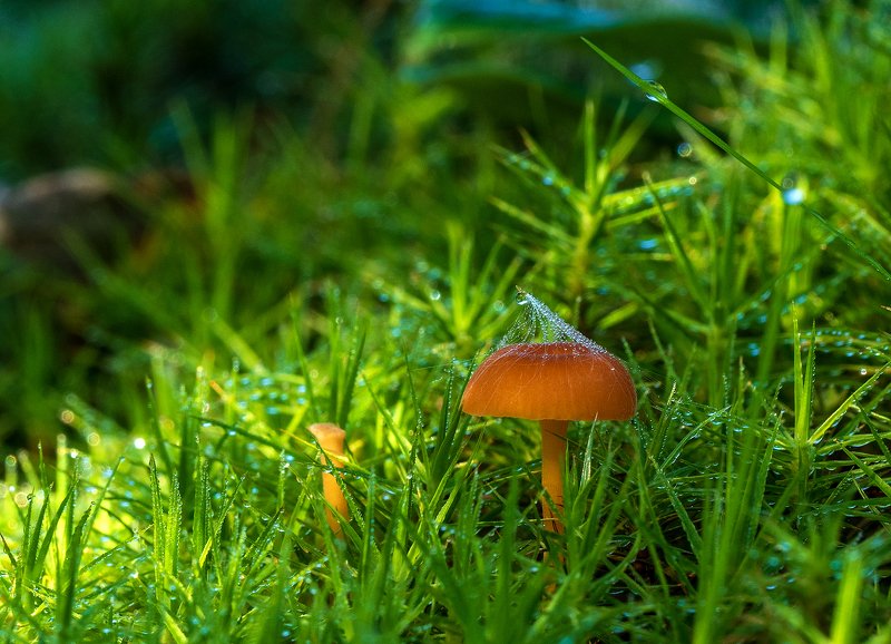 Про поганочкиphoto preview