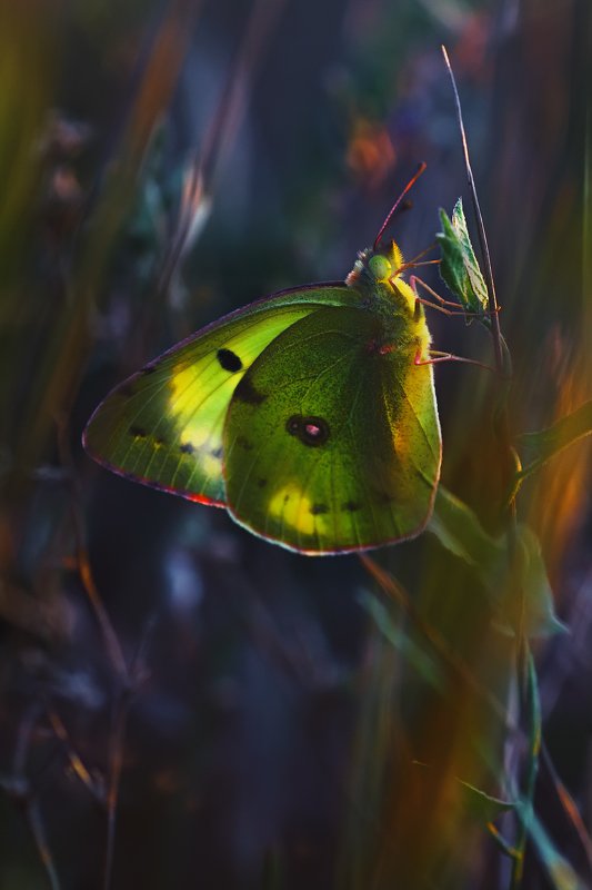 бабочка,лист,трава,солнце,крылья,свет,блик,цветок ***photo preview