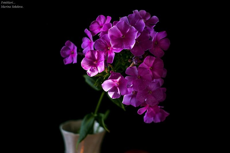 Про флокс.photo preview