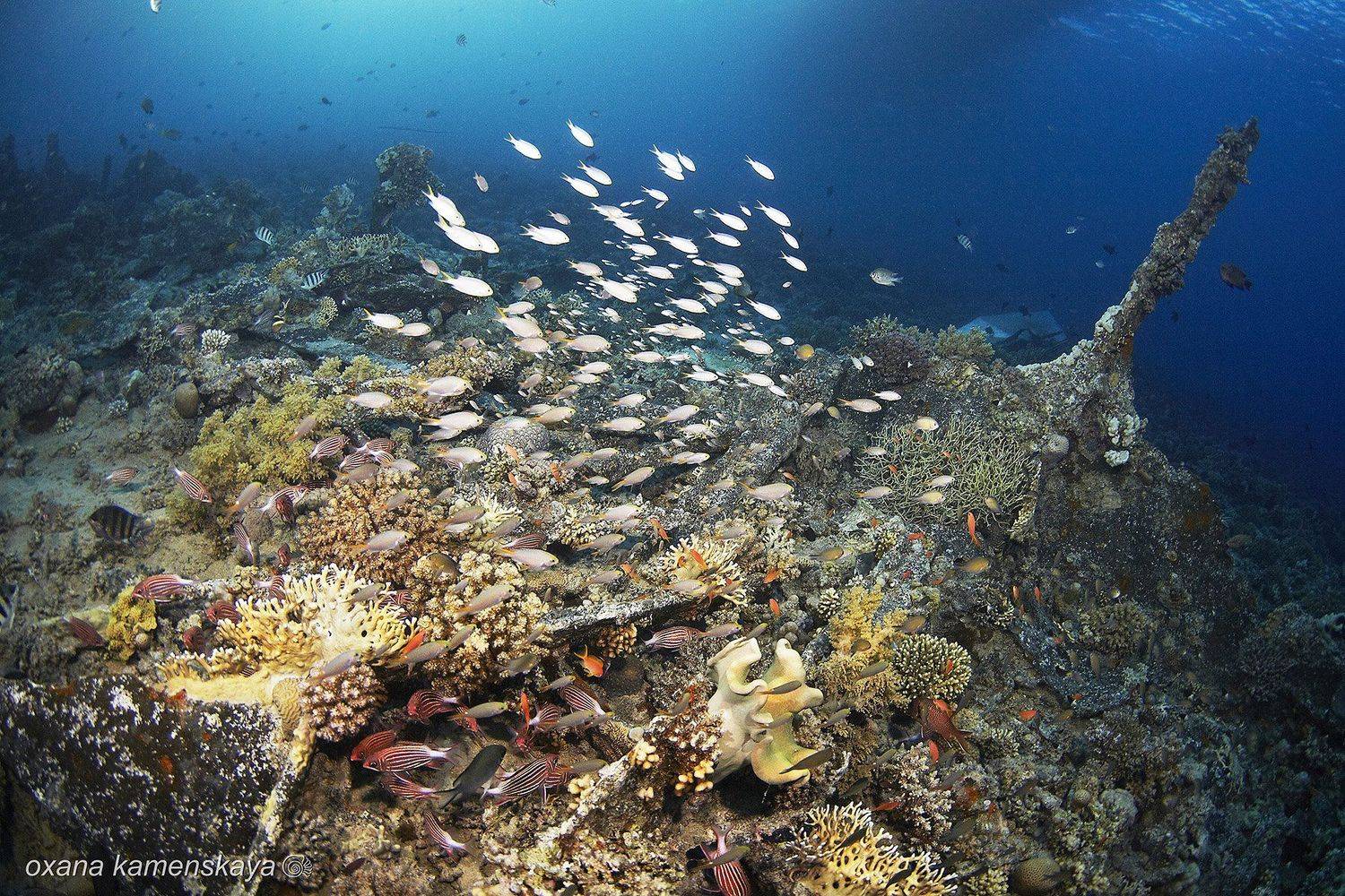 Подводный пейзаж. Автор: Оксана Каменская , Оксана Каменская