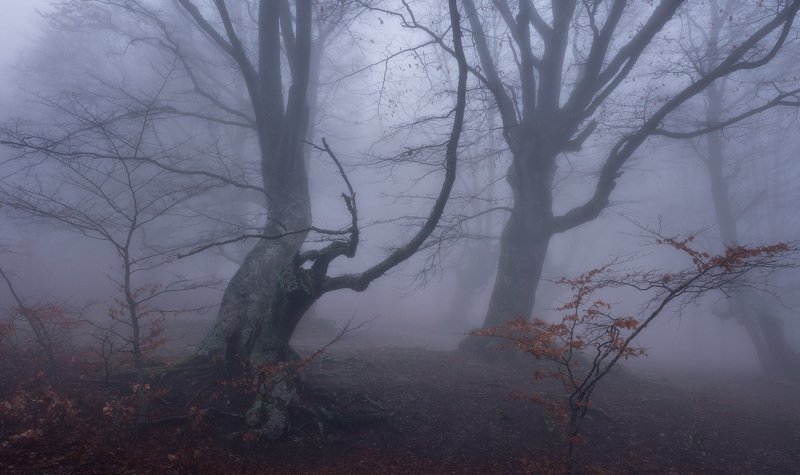 крым, природа, осень, природа крыма, фототур, туры в крым, тур по крыму, пейзаж, лес, осенний крым, россия, туризм, путешествия В гостях у туманаphoto preview