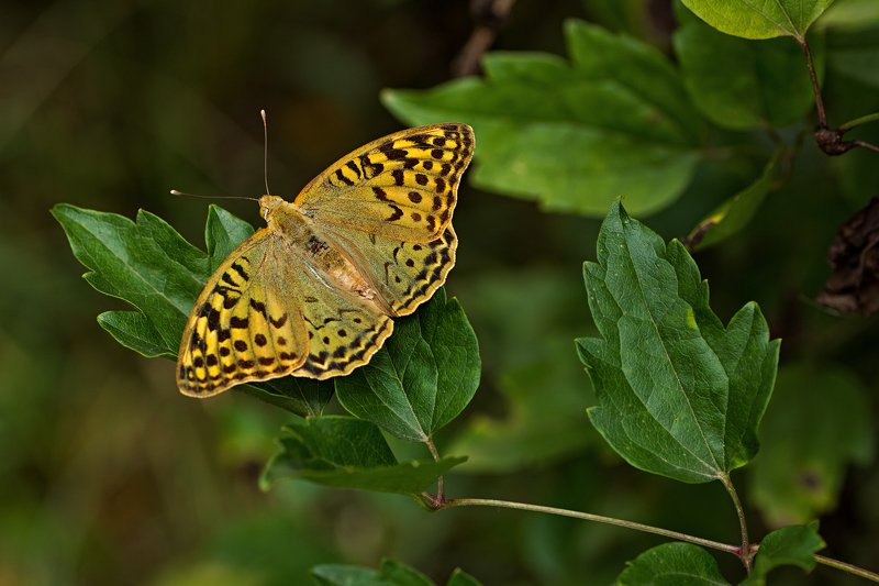 бабочка,лист,трава,солнце,крылья,свет,блик,цветок ***photo preview