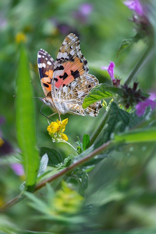бабочка,лист,трава,солнце,крылья,свет,блик,цветок ***photo preview