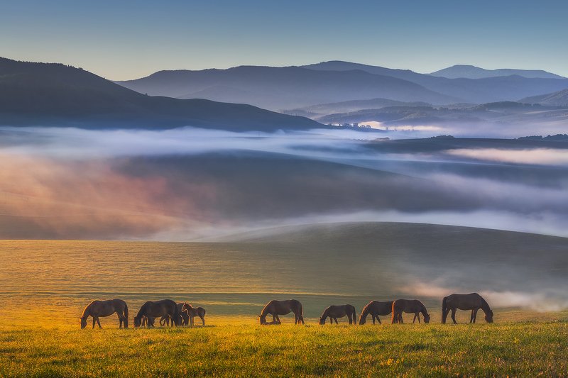 алтай, лошади, рассвет, россия На рассвете.photo preview