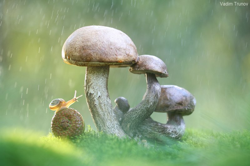 Под дождиком фото превью