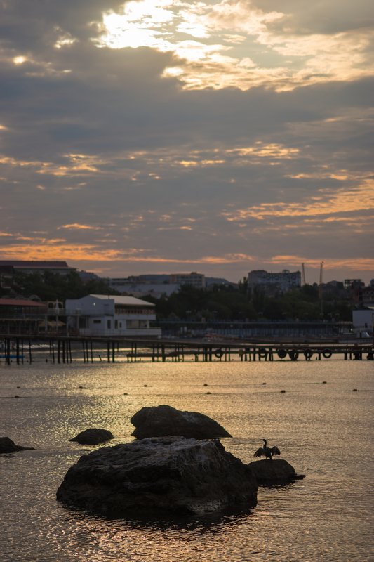 рассвет, тепло, птица, крылья Тепло!photo preview