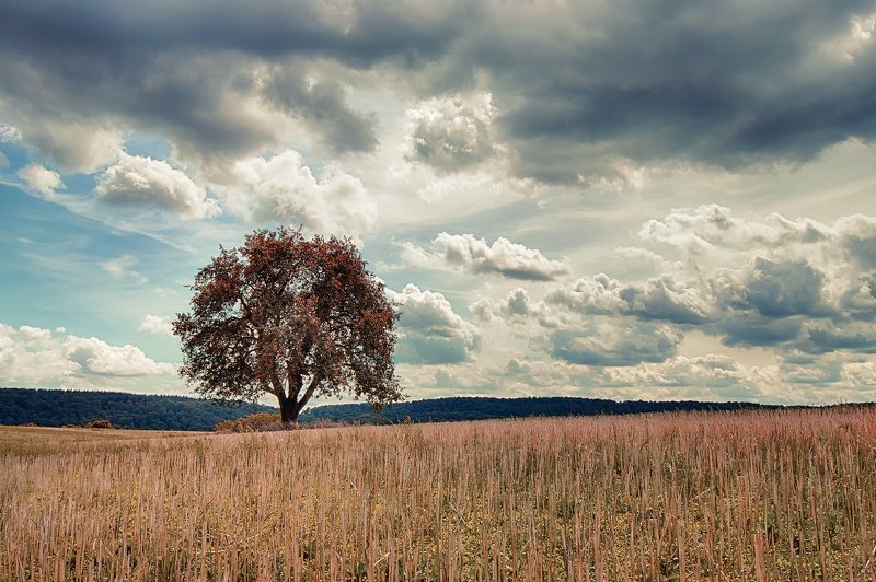 The Treephoto preview