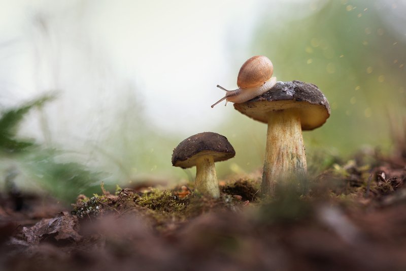улитка, грибы, лес, природа, макро, красота, nature, snail, wood, macro, mushroom Любительница грибовphoto preview