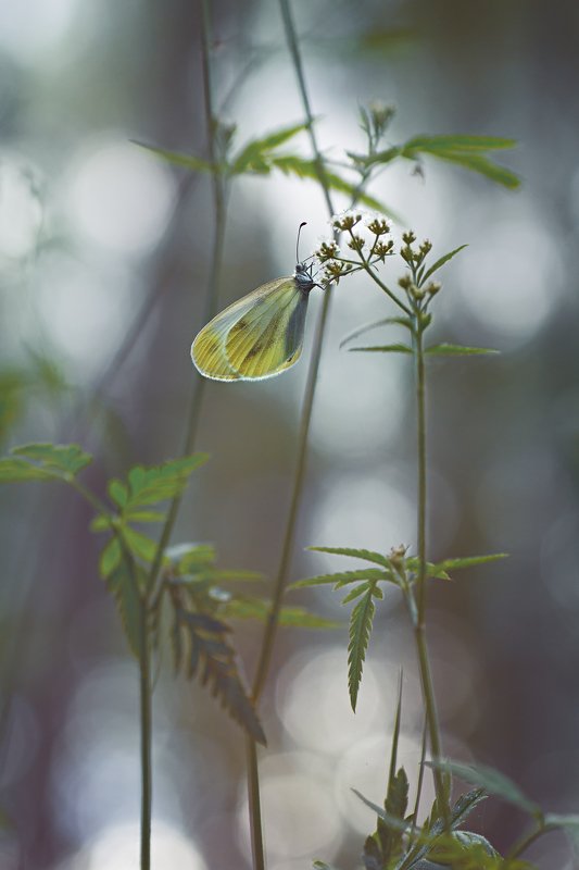 бабочка,лист,трава,солнце,крылья,свет,блик,цветок Тишинаphoto preview