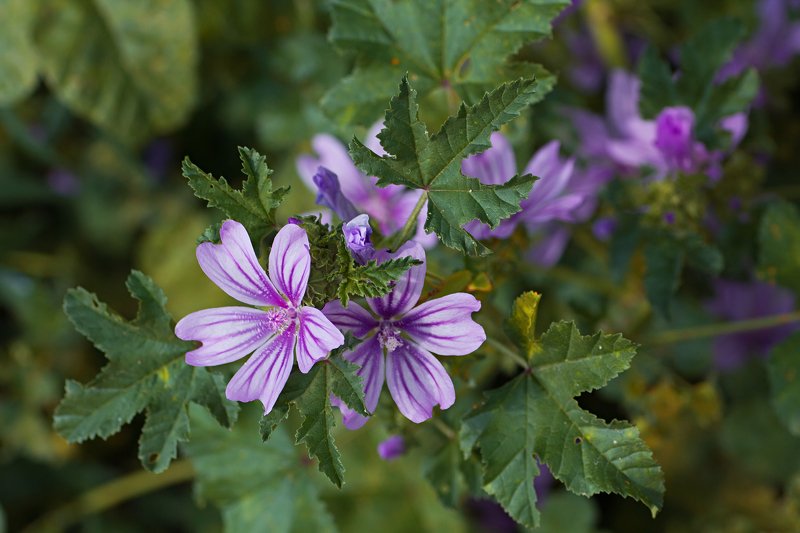 трава,свет,лес,деревья,облака,ветки,цветы,поле,небо ***photo preview