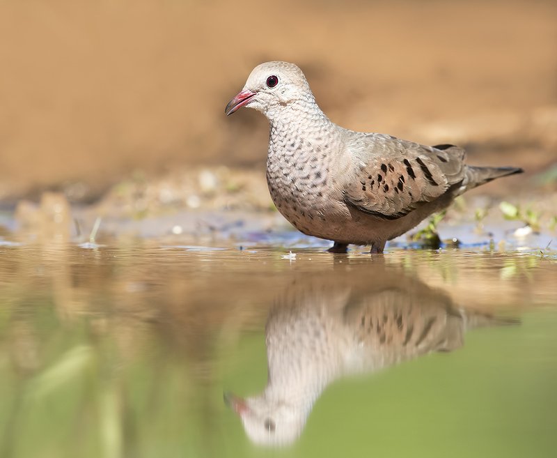 common ground dove, dove, горлица, texas, tx Common ground Dove - Воробьиная Земляная горлицаphoto preview