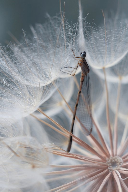 В кружевеphoto preview