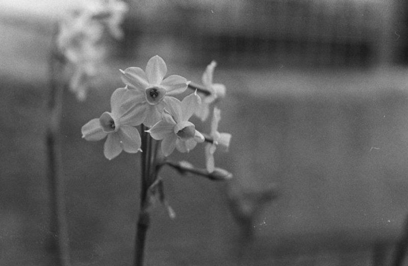 igalsc Нарцис фото превью