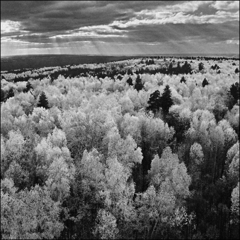 Бузулукский борphoto preview