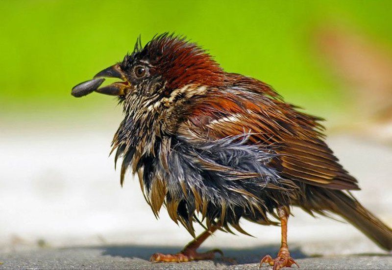 воробей, завтрак Завтракphoto preview