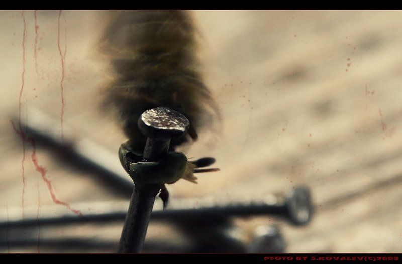 макро ужас Триллер...photo preview