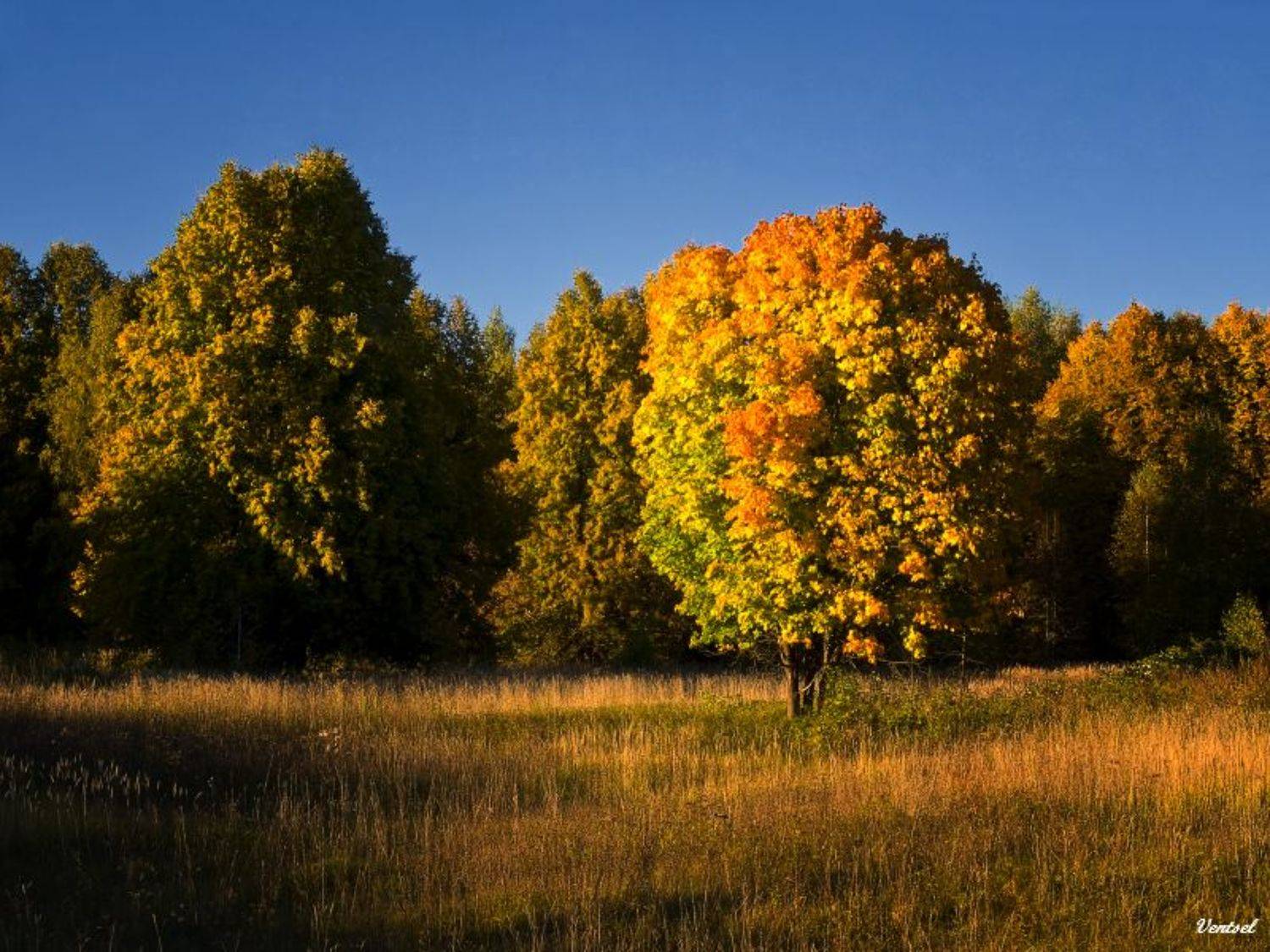 ***. Автор: Венцель Александр , Венцель Александр