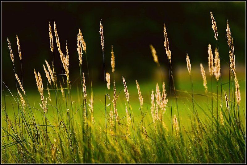 поле,луг,колосья,свет,солнце Огоньки полевыеphoto preview