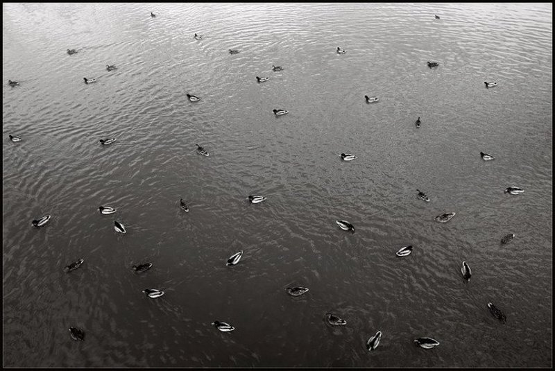 нас много.... нас много....photo preview