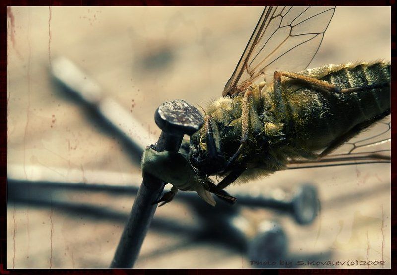 насекомый террор жуть...photo preview