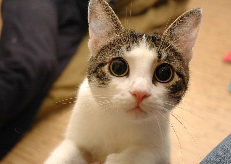 кот,глаза,животные Вот это у него объектив  :-Ophoto preview