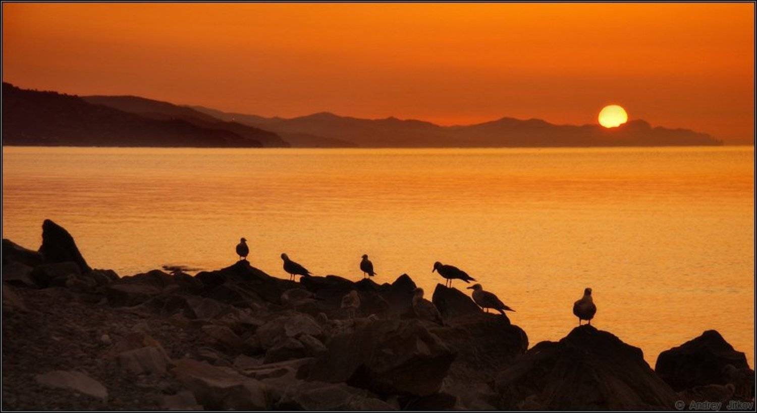 Утреннее море чаек... Автор: Андрей Житков август, лето, утро, море, солнце, крым, чайки, пейзаж, Андрей Житков