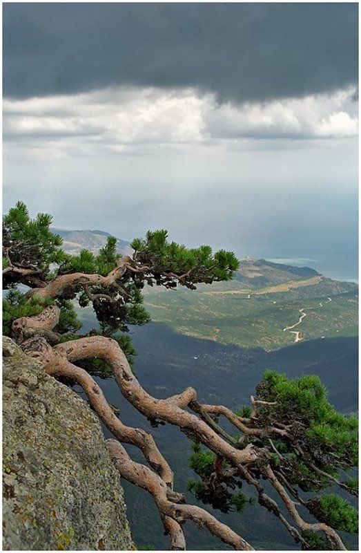 крым,горы,сосна,демерджи На краю...photo preview