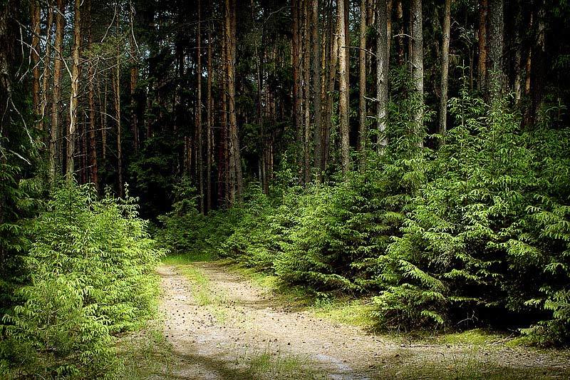 ель лес комар сосна проселок Комариный райphoto preview