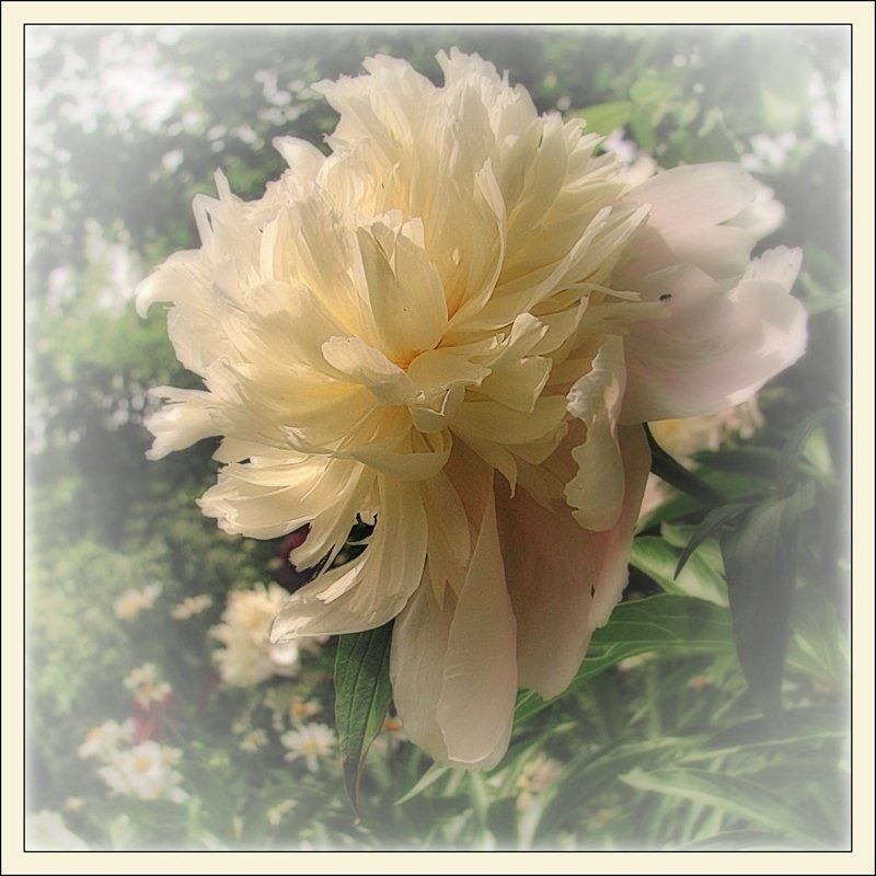 пион ВЕСЕННЕЕ НАСТРОЕНИЕphoto preview