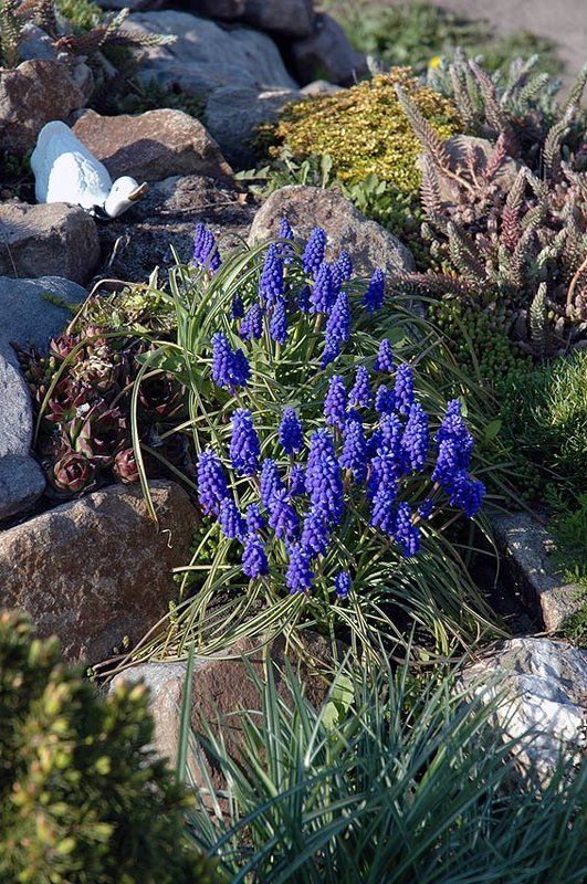 2007, курск, синие цветы Синие цветыphoto preview