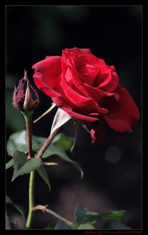 поздравляем с 8 марта!!! Любимым девушкамphoto preview