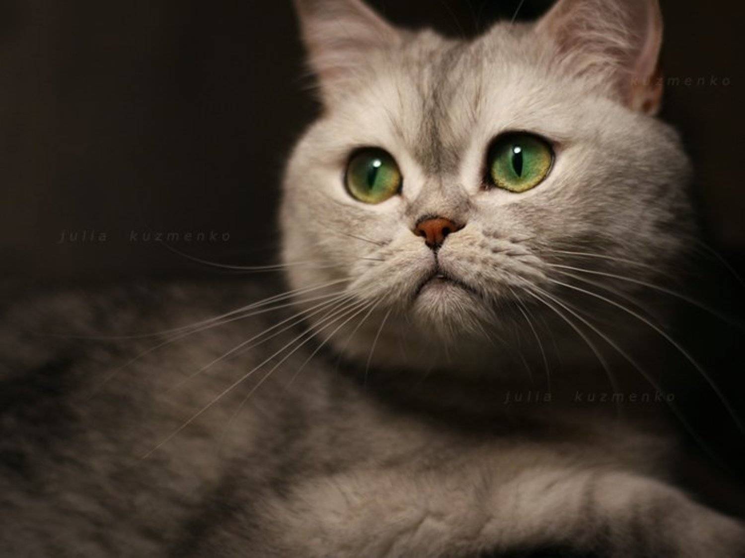 кошка, салли, Юлия Кузьменко