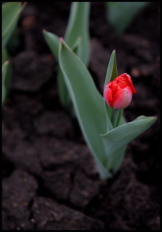 Тюльпан фото превью
