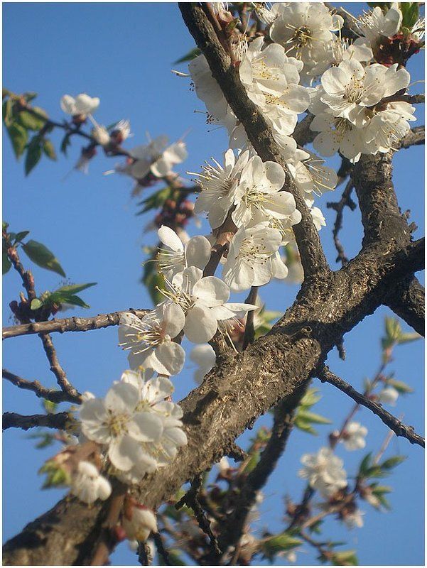 Цветение абрикоса фото превью