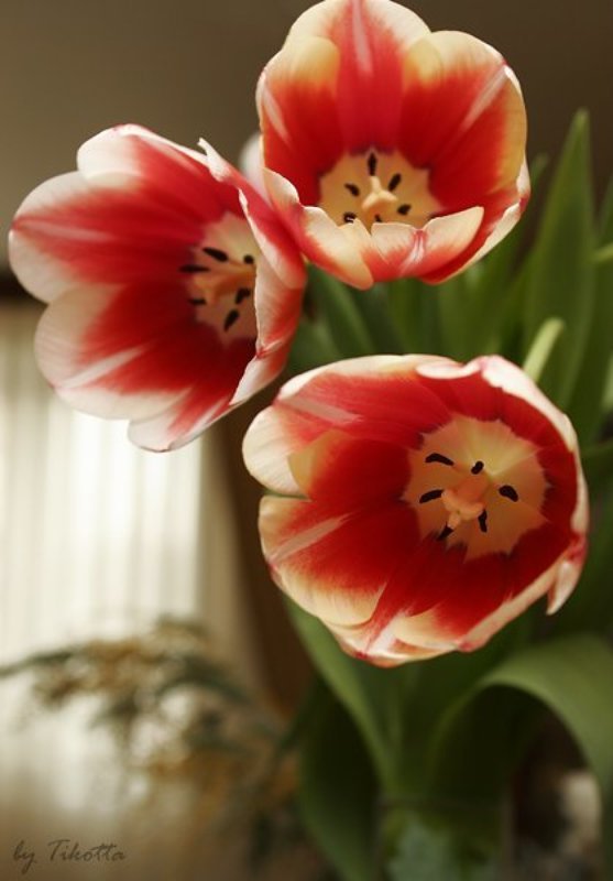 8 мартаphoto preview