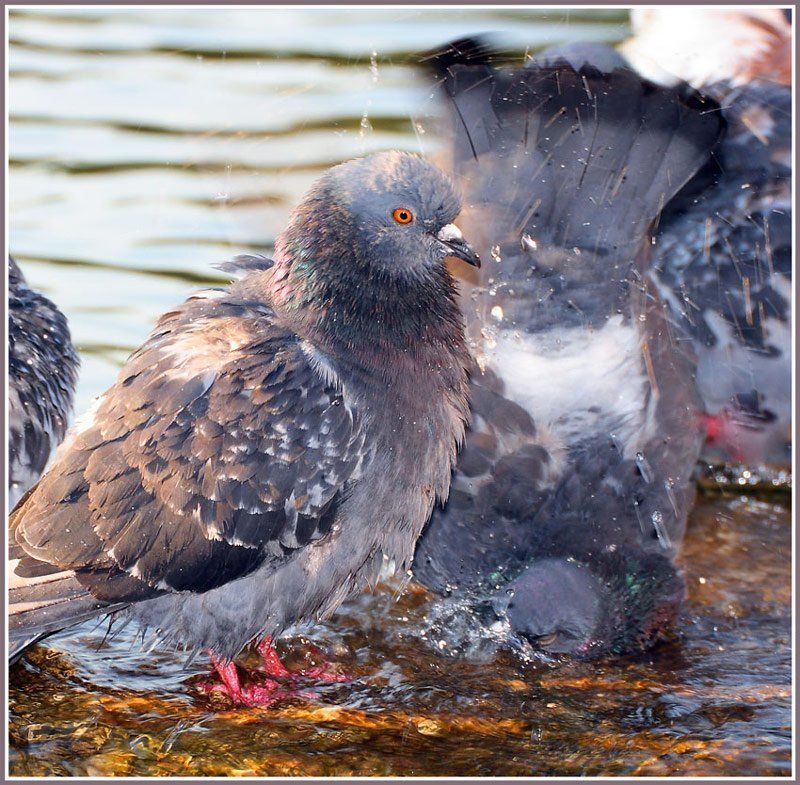 голуби,птица Утренние процедурыphoto preview