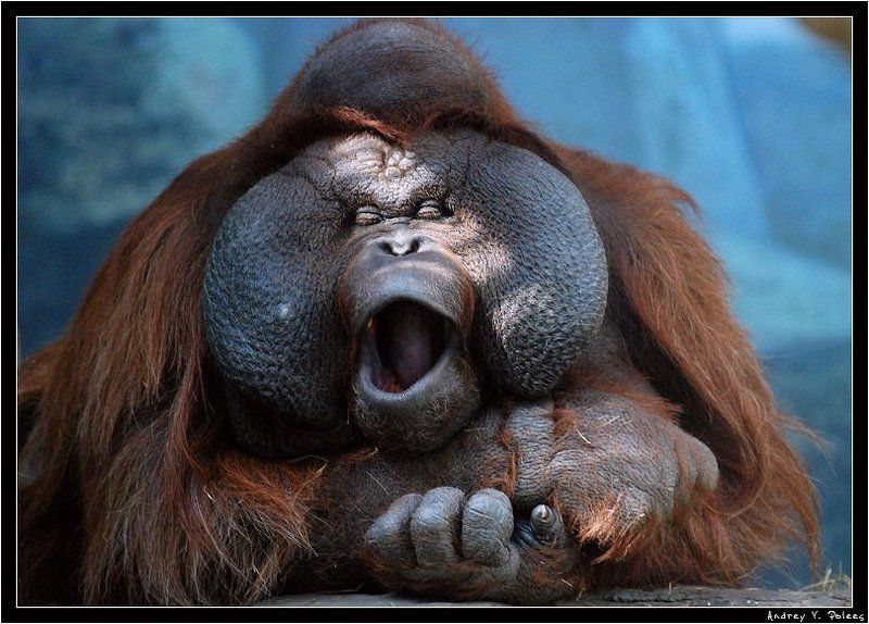 оперный певецphoto preview