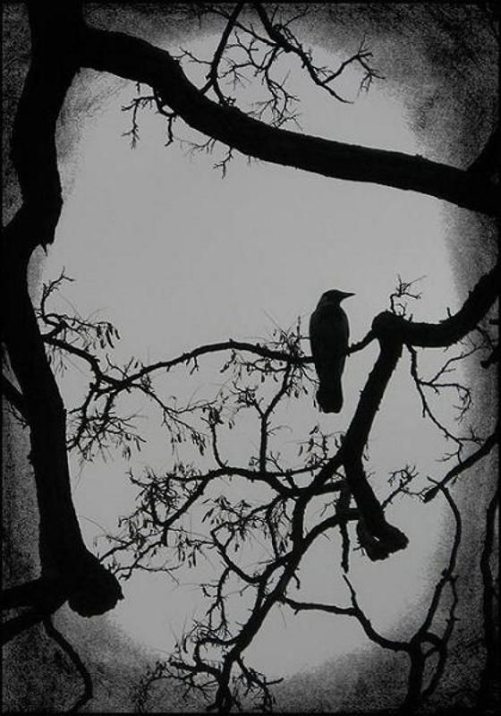 рейвенphoto preview