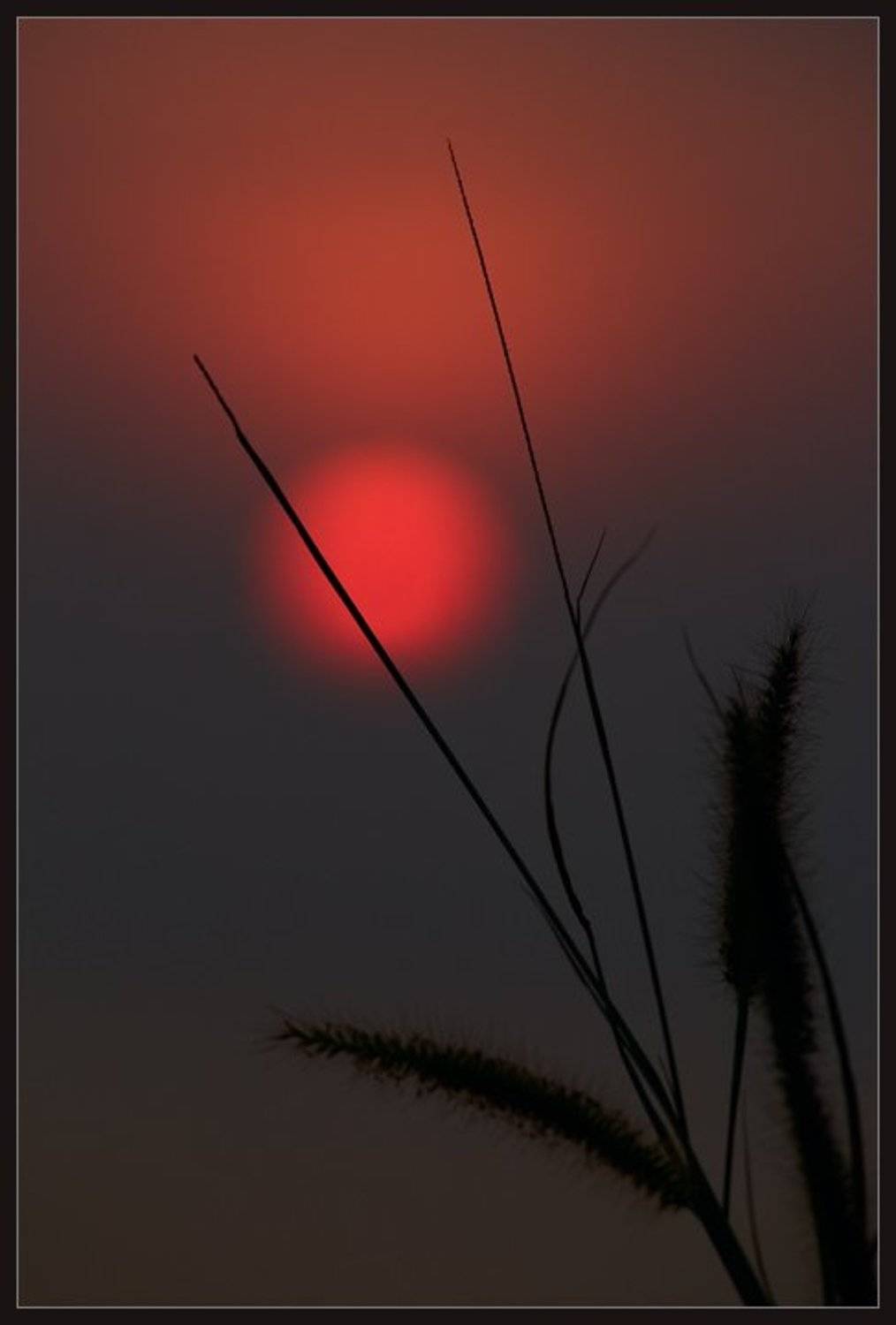 Тишина. Автор: Александр Константинов закат,солнце,силуэты,травинка,красное,чёрное,тишина, Александр Константинов