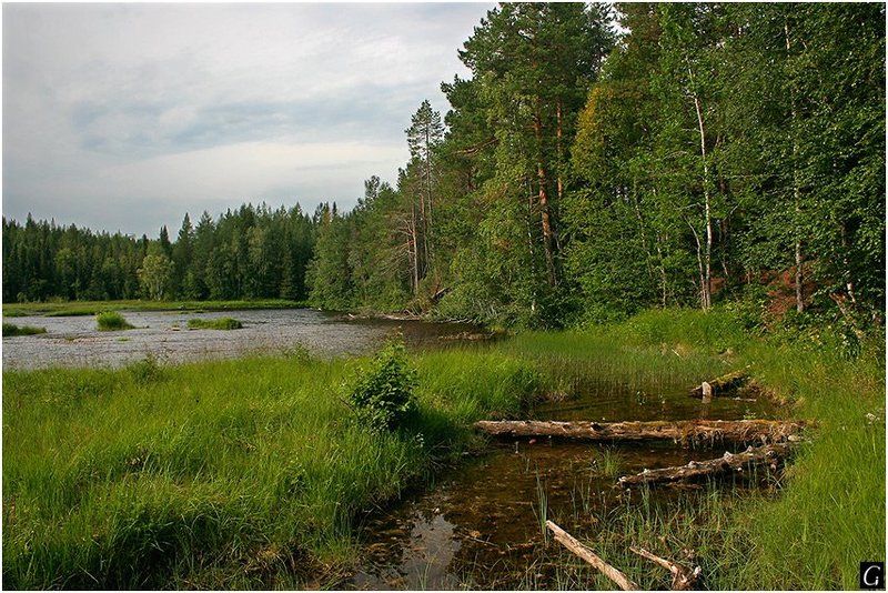 кольский, колвица, заводь, лето Тихая заводьphoto preview
