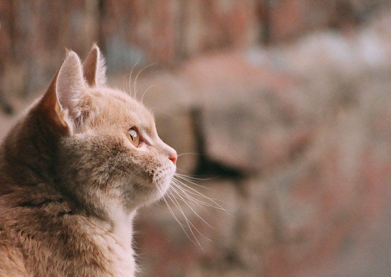 взгляд весеннийphoto preview