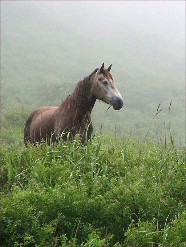 На лугу.... фото превью