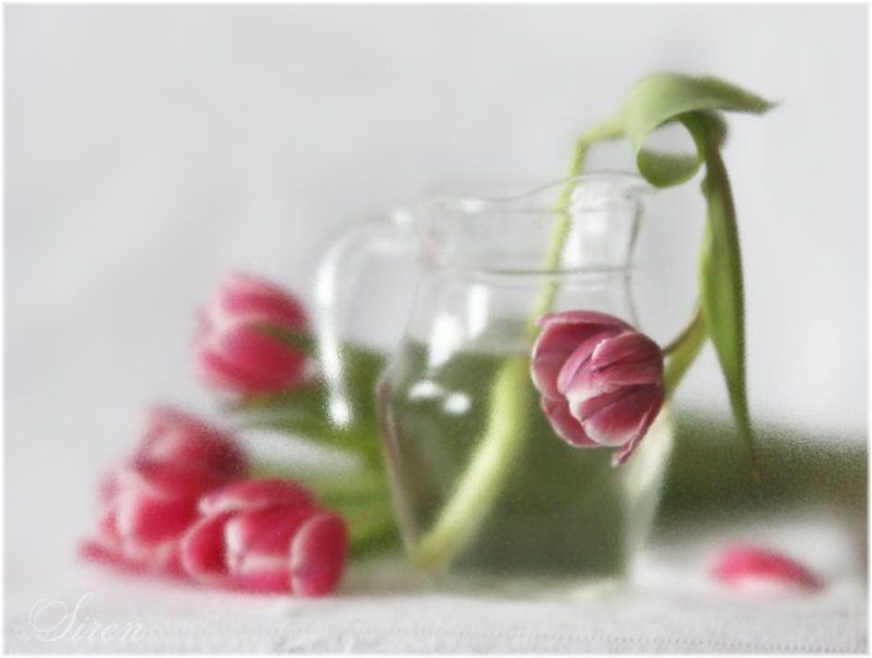 Этюд с тюльпанами фото превью