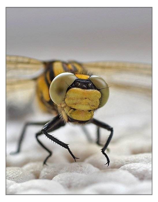 Побриться что-ли ?. Автор: photokate , photokate